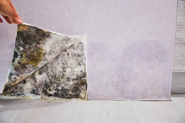 Best Post-Flood Mold Remediation in Island Heights, NJ
